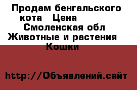 Продам бенгальского кота › Цена ­ 5 000 - Смоленская обл. Животные и растения » Кошки   